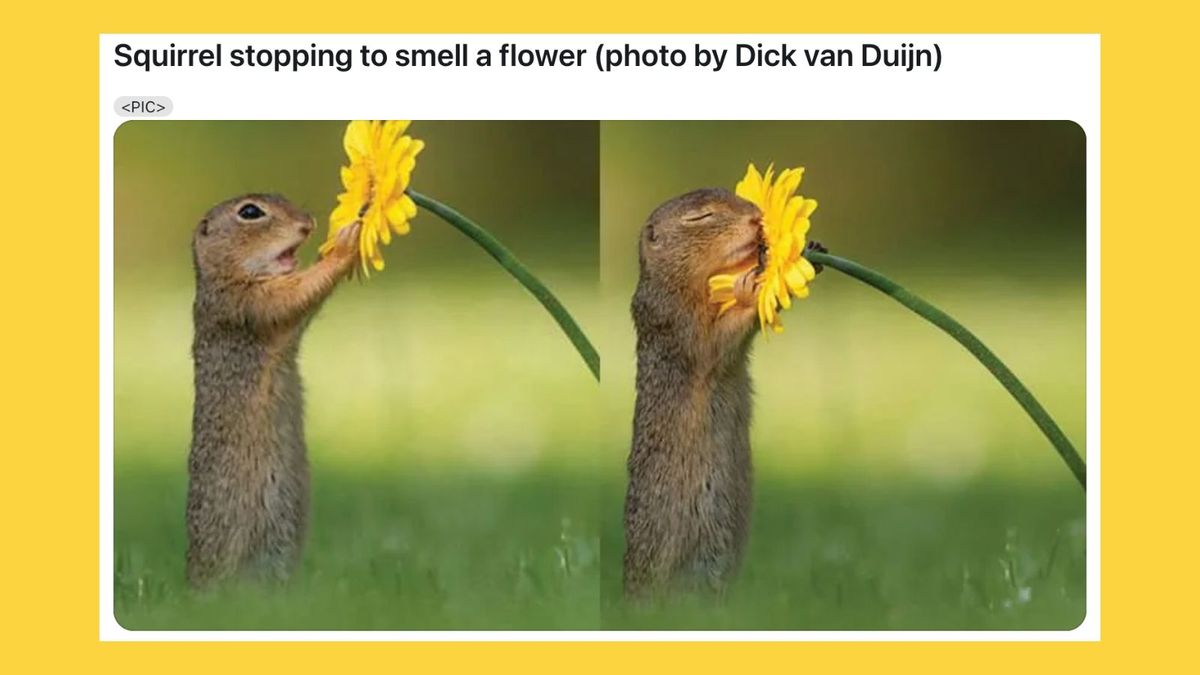  (Post: Reddit user @BrokeTheInterweb Photographs: Dick Van Duijn)